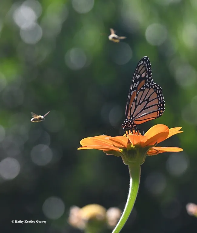 Native bees buzz a monarch sipping on Tithonia in Vacaville, Calif. Nov. 14, 2016. (Photo by Kathy Keatley Garvey)