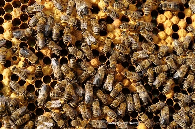 "The honey bee genome,” Robert Page Jr. explained, “is composed of about 15,000 genes, each of which operates within a complex network of genes, doing its small, or large, share of work in building the bee, keeping its internal functions operating, or helping it function and behave in its environment. (Photo by Kathy Keatley Garvey)
