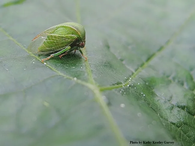 The three-cornered alfalfa hopper, Spissistilus festinus, is a clear-winged, wedge-shaped (thus the name "three-cornered") insect that's about a quarter of an inch long. (Photo by Kathy Keatley Garvey)