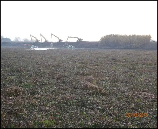 Harvesting water hyacinth