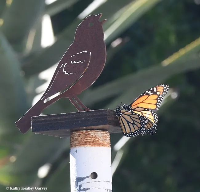 Hi, Ms. Monarch. Here I am. Look at me! (Photo by Kathy Keatley Garvey)