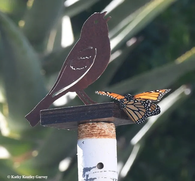 Can I get your attention? Please? (Photo by Kathy Keatley Garvey)