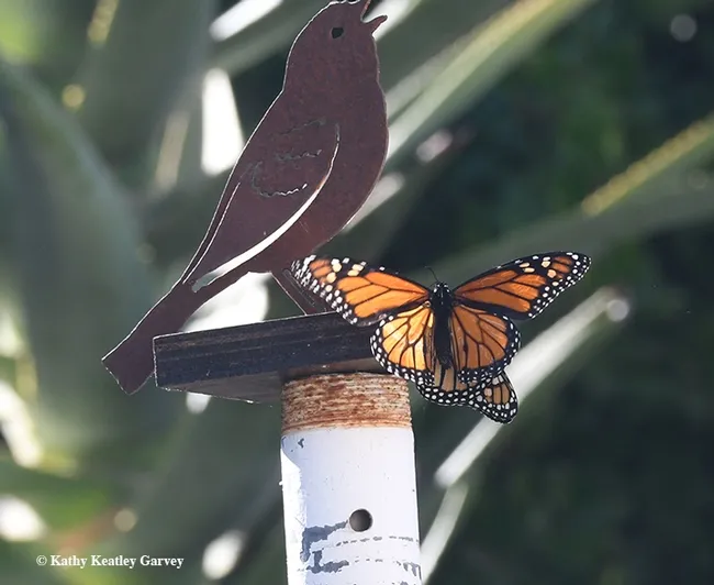 Hello, again. Here I am, over here. Over here!(Photo by Kathy Keatley Garvey)