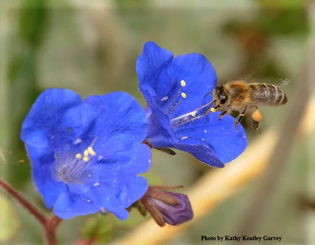 Phacelia campanularia was one of the 43 plants tested in the UC Davis research garden. Here a honey bee sips nectar from a blossom. (Photo by Kathy Keatley Garvey)