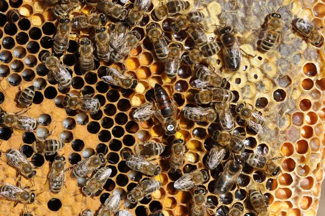 A honey bee colony at work. Extension apiculturist Elina Niño will discuss three topics dealing with "Beekeeping and Management" at the UC Davis School of Veterinary Medicine's 2019 winter conference. (Photo by Kathy Keatley Garvey)