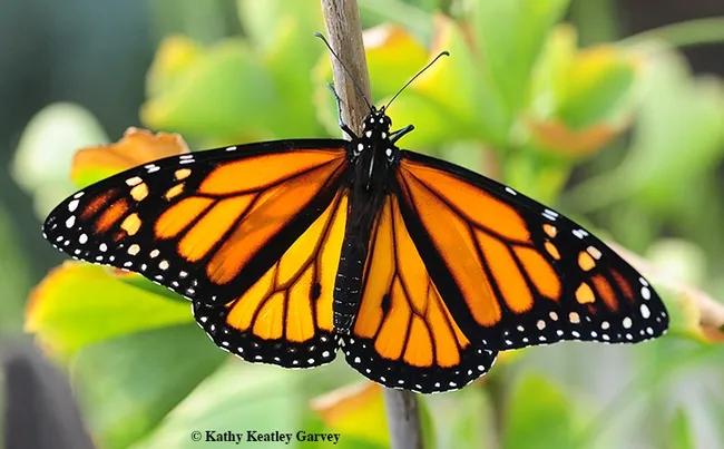 A male monarch spreads its wings. (Photo by Kathy Keatley Garvey)