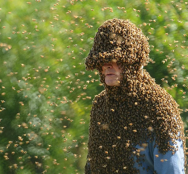 'Bee Man" Norm Gary is covered with bees. (Photo by Kathy Keatley Garvey)