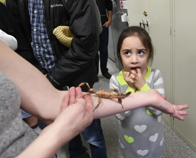 Kira Olmos' reaction is priceless as she reacts to the stick insect on her mother's arm. "She’s really not sure she wants to be one the same planet as that stick insect," commented Lynn Kimsey, director of the Bohart Museum and professor of entomology at UC Davis. (Photo by Kathy Keatley Garvey)