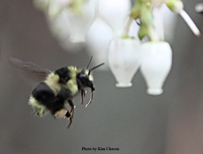 Close-up of a Bombus melanopygus heading for a manzanita blossom. (Photo by Kim Chacon)