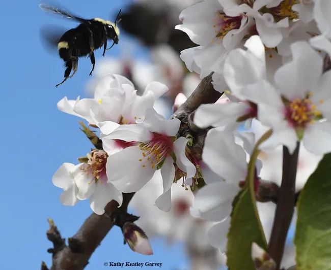 A yellow-faced bumble bee, Bombus vosnesenskii,heads for an almond blossom in Benicia. (Photo by Kathy Keatley Garvey)