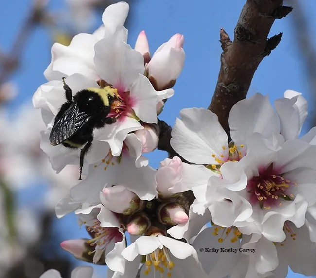 A yellow-faced bumble bee, Bombus vosnesenskii, nectaring on almonds in Benica. (Photo by Kathy Keatley Garvey)