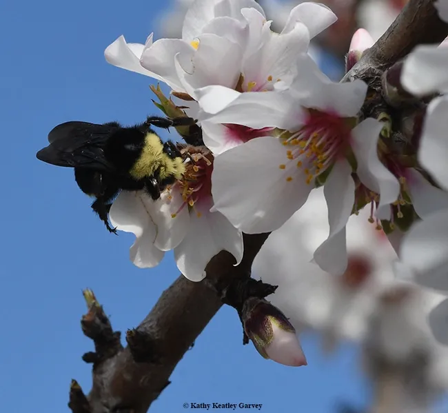 A yellow thorax and face help identify Bombus vosnesenskii. (Photo by Kathy Keatley Garvey)