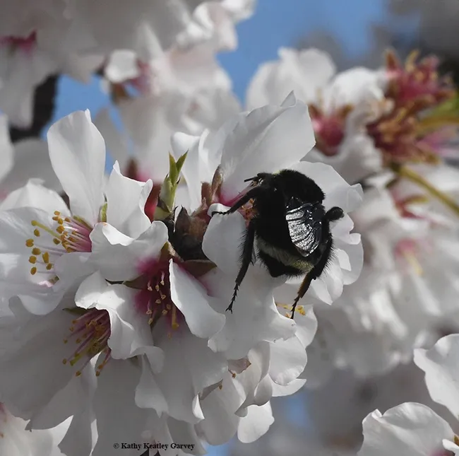 A wing of Bombus vosnesenskii glistens in the sun. (Photo by Kathy Keatley Garvey)