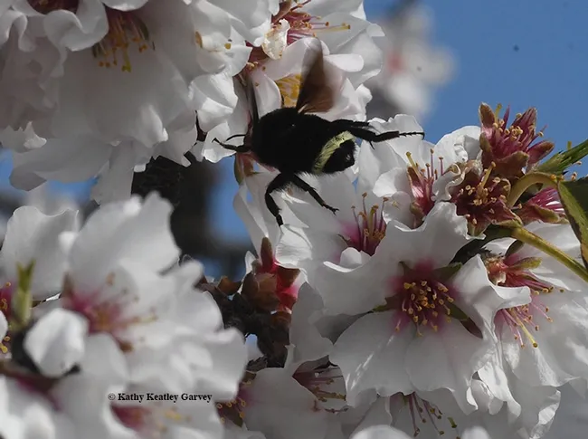 A yellow abdominal stripe helps characterize Bombus vosnesenskii. (Photo by Kathy Keatley Garvey)
