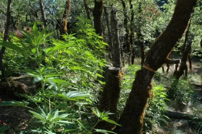 Tree leaves and needles are removed because they block sunlight needed for marijuana plants. Pacific Southwest Region 5 photo, via Flickr