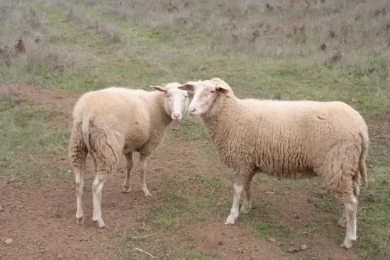 sheep from animals pov