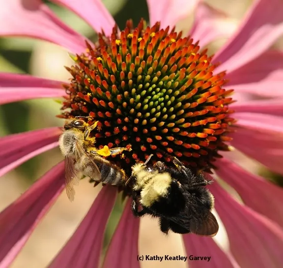 A yellow-faced bumble bee, Bombus vosnesenskii, and a honey bee, Apis mellifera, share a purple coneflower, Echinacea purpurea. (Photo by Kathy Keatley Garvey)