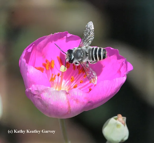 A leafcutter bee, Megachile, forages on a rock purslane, Calandrinia grandiflora. (Photo by Kathy Keatley Garvey)