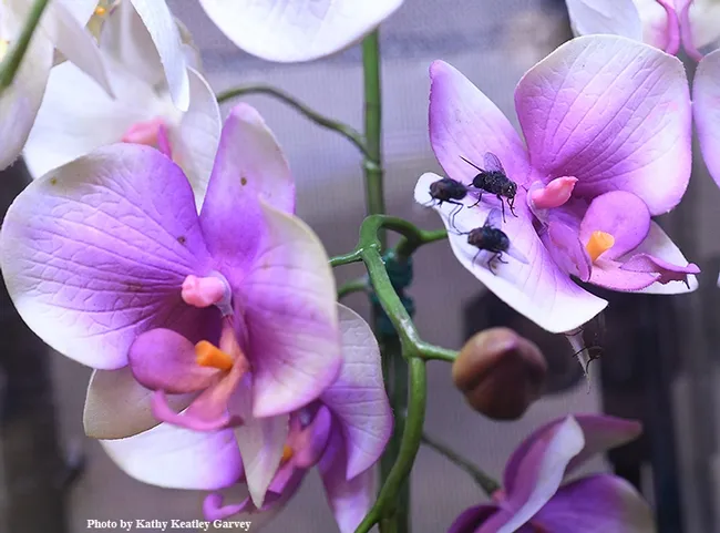 What's in this exhibit in the Bohart Museum of Entomology? Blow flies. A praying mantis didn't eat all the leftovers from a maggot art activity. (Photo by Kathy Keatley Garvey)