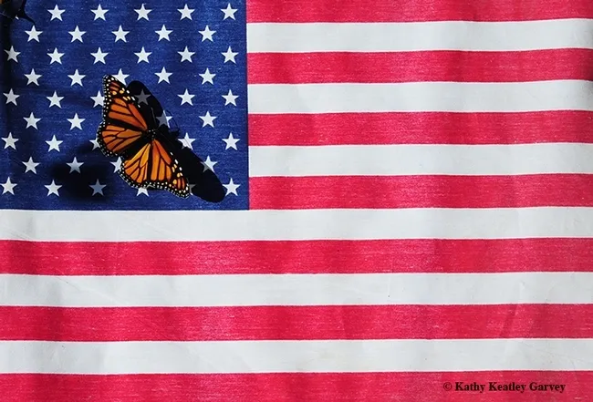 A monarch on the American flag. (Photo by Kathy Keatley Garvey)