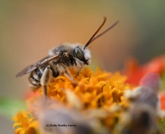 A male longhorned bee,Melissodes, on a Mexican sunflower (Tithonia). (Photo by Kathy Keatley Garvey)