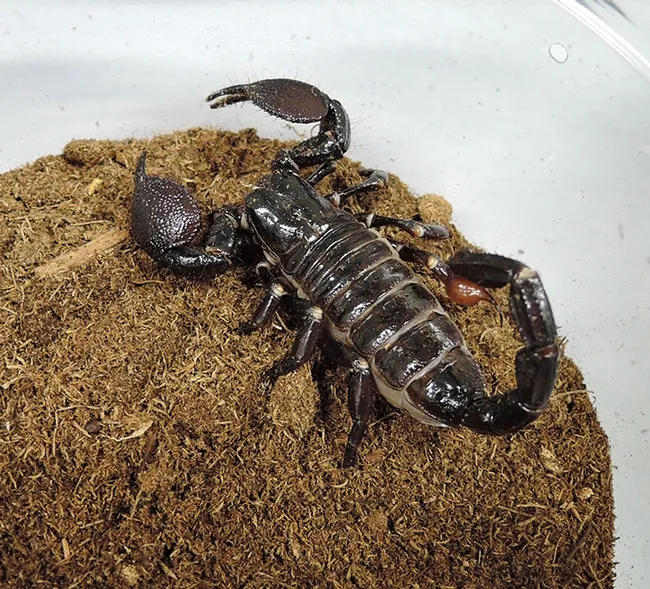 Scorpions are often difficult to find without the aid of ultraviolet light. (Photo byKathy Keatley Garvey)