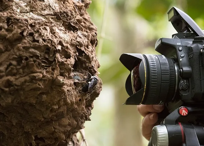 Natural history photographer Clay Bolt photographs Wallace’s Giant See in its nest. The bee nests in active termite mounds in the North Moluccas, Indonesia. (Copyright Simon Robson)