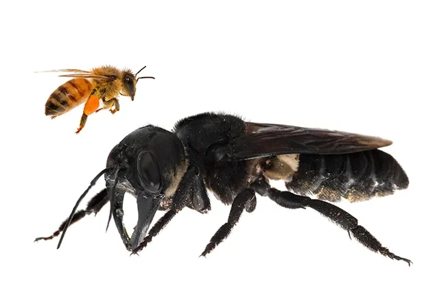 Wallace’s Giant Bee. Megachile pluto, the world’s largest bee, is approximately four times larger than a European honey bee. This is a composite. (Copyright Clay Bolt, www.claybolt.com)