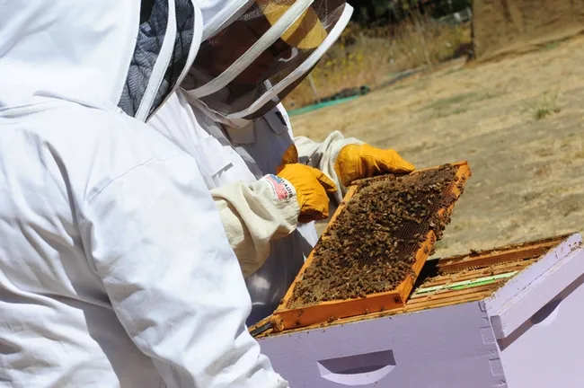 Finding the queen. (Photo by Kathy Keatley Garvey)