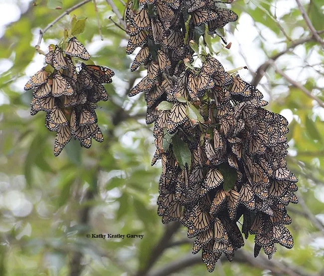 Butterflies roosting in the Berkeley Aquatic Park on Nov. 26, 2015. (Photo by Kathy Keatley Garvey)