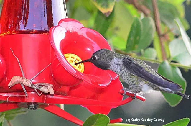 Hummingbirds eat insects and insects eat hummingbirds. Here a praying mantis lurks by a hummingbird feeder. It was quickly removed to another spot. (Photo by Kathy Keatley Garvey)