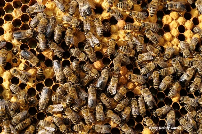 Honey bees at work. (Photo by Kathy Keatley Garvey)