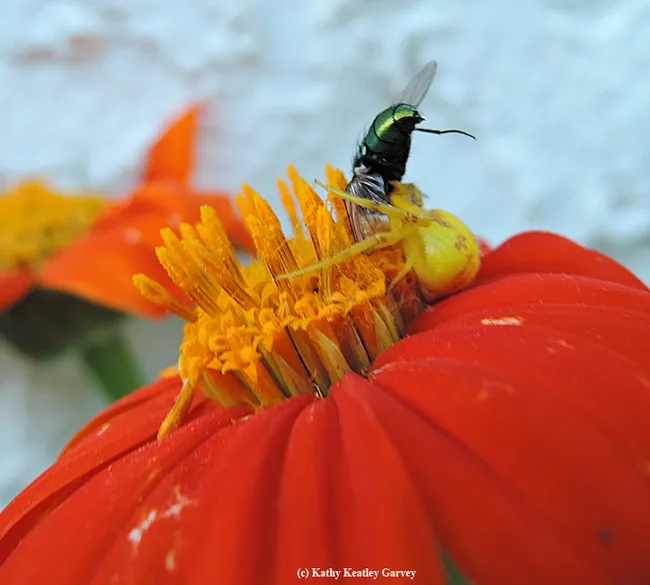 A crab spider has just snared a green bottle fly. (Photo by Kathy Keatley Garvey)