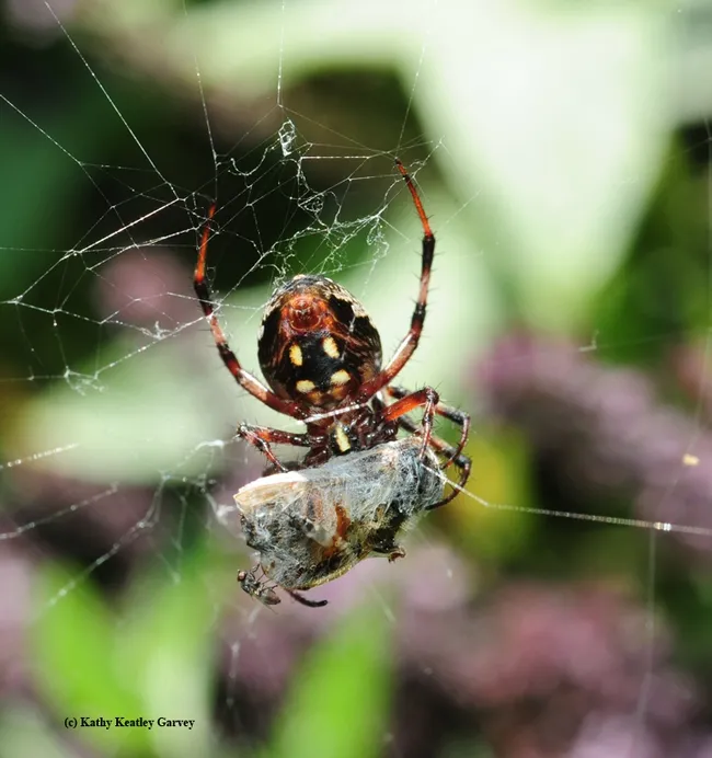 It's a wrap. An orbweaver has wrapped a bee, while a freeloader fly takes a bite. (Photo by Kathy Keatley Garvey)