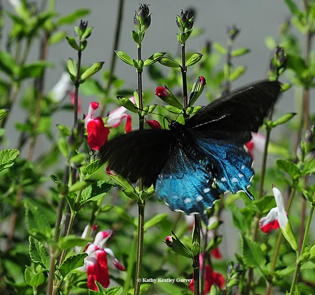 A pipevine swallowtail, Battus philenor, is like a bolt of blue. Here it heads for salvia. (Photo by Kathy Keatley Garvey)