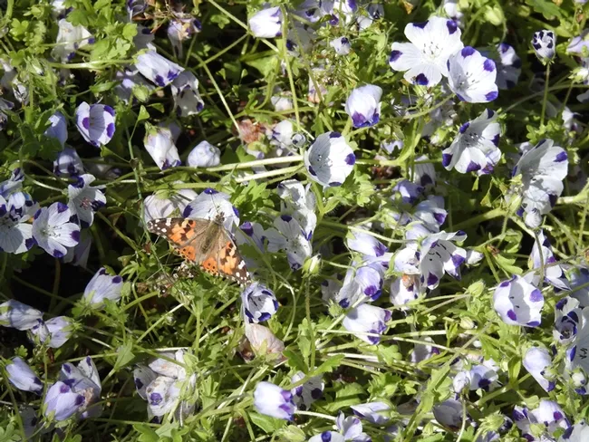 A painted lady, Vanessa cardui, nectars on five-spot, Nemophilia maculate, Wednesday afternoon, in the Biological Orchard and Gardens (BOG), UC Davis campus. (Photo by Kathy Keatley Garvey)