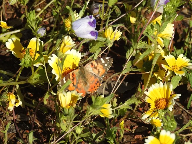 Tidy tips, Layia platyglossa, in the UC Davis Biological Orchard and Gardens (BOG) drew painted ladies, Vanessa cardui, on Wednesday afternoon. (Photo by Kathy Keatley Garvey)