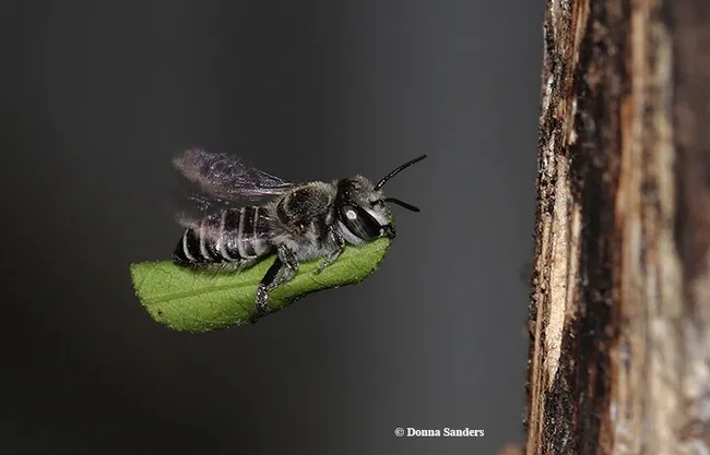 An amazing image of a leafcutter bee carrying a leaf segment back to her nest. This image, used with permission, is by Donna Sanders of Emerald, Queensland, Australia.