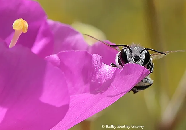 A male leafcutter bee, Megachile spp., peers over a rock purslane petal. (Photo by Kathy Keatley Garvey)