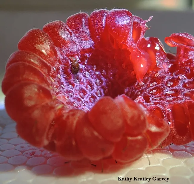A fruit fly, spotted wing drosophila, on a raspberry. The UC Davis Department of Entomology and Nematology's first spring seminar is on fruit flies. Alistair McGregor of Oxford Brookes University, England, will speak. (Photo by Kathy Keatley Garvey)