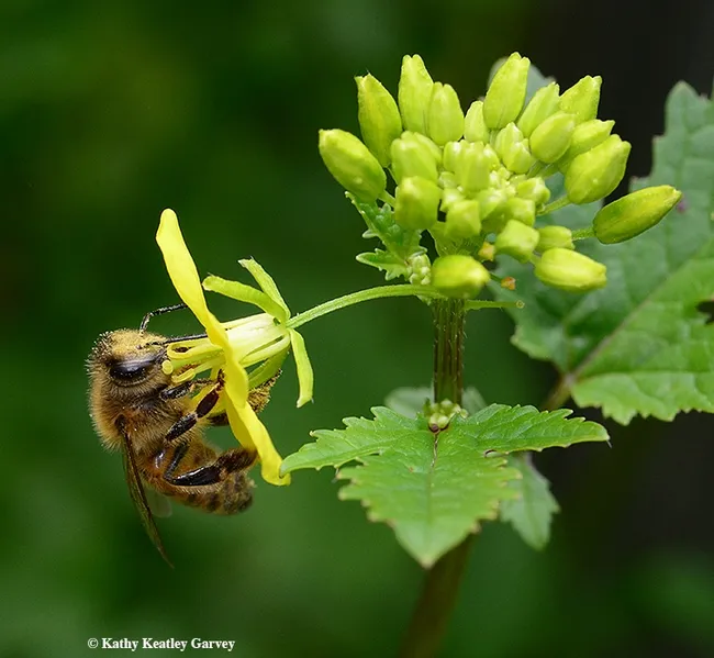 A pollen-laden honey bee nectaring a mustard blossom in Vacaville, Calif. this week: in between the rains! (Photo by Kathy Keatley Garvey)