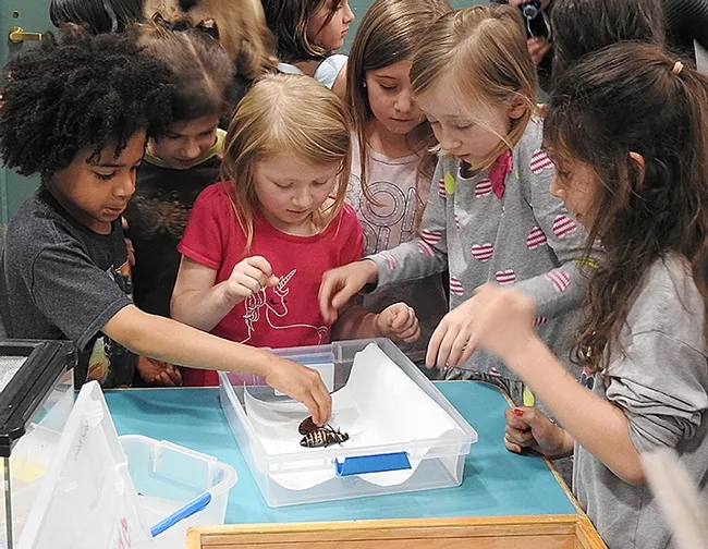 Here we come, ready or not! Who's first? (Photo by Kathy Keatley Garvey)