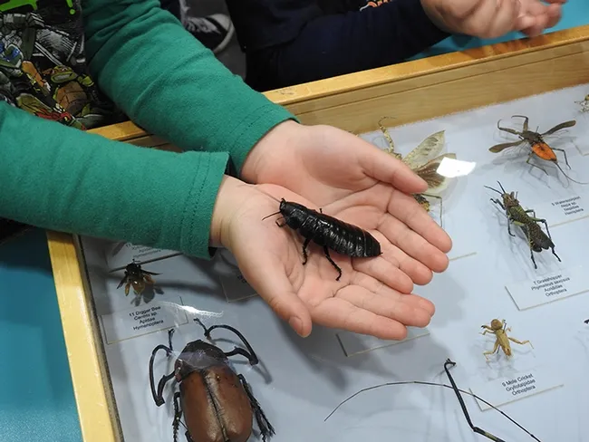 It tickles! Madagascar hissing cockroach moves a bit. (Photo by Kathy Keatley Garvey)