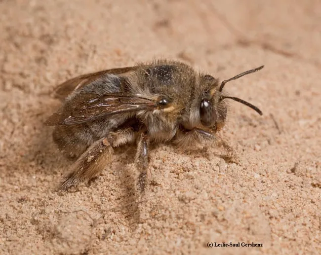 Close-up of female silver digger bee, Habropoda miserabilis, taken at Waldport, Ore. in 2015. (Copyrighted Photo by Leslie Saul-Gershenz. Used with Permission)