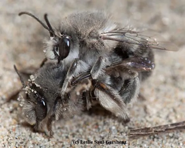 Habropoda miserabilis male and female—the male is mate-guarding the female after mating with her, preventing her from mating with other males. (Copyrighted photo by Leslie Saul-Gershenz. Used with permission)