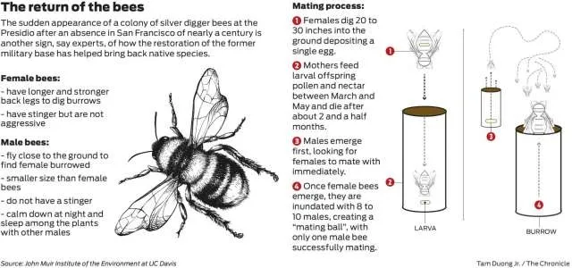 This graphic, the work of Leslie Saul-Gershenz, details information on the male and female of the species.