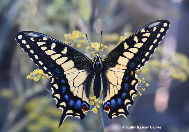 A newly emerged anise swallowtail, Papilio zelicaon, spreads its wings on anise, its host plant, in Vacaville, Calif. (Photo by Kathy Keatley Garvey)