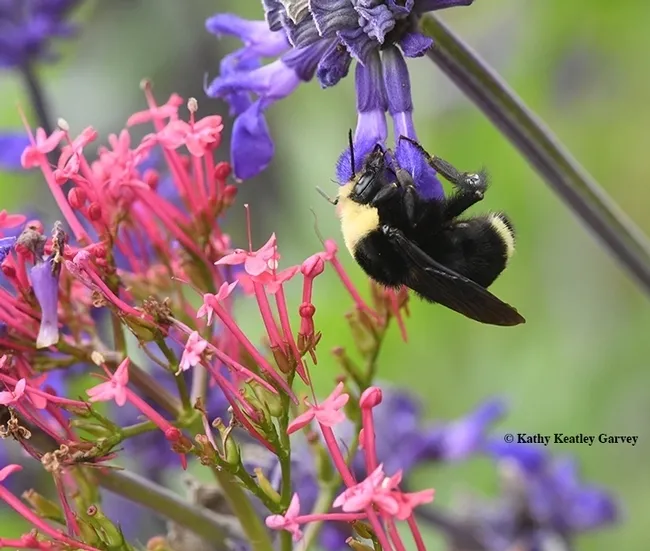A yellow-faced bumble bee, Bombus vosnesenskii, nectars on a spiked floral purple plant, Salvia indigo spires (Salvia farinacea x S. farinacea) at the Kate Frey Pollinator Garden at the Sonoma Cornerstone. (Photo by Kathy Keatley Garvey)