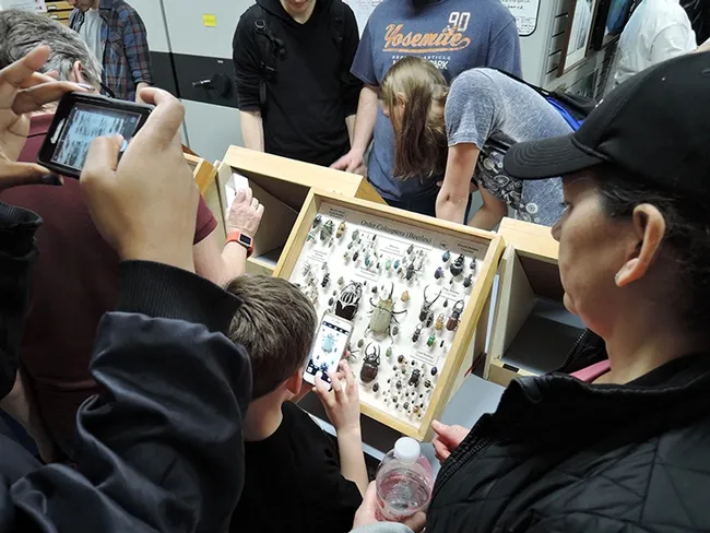 Scores of visitors will tour the Bohart Museum of Entomology on UC Davis Picnic Day, Saturday, April 13. (Photo by Kathy Keatley Garvey)