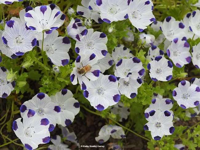 Want to see honey bees near the honey tasting? Check out the Biological Orchard and Gardens (BOG), located by the Mann Lab, in back of Parking Lot 26. Here a honey bee is nectaring on five-spot flowers, Nemophila maculata. (Photo by Kathy Keatley Garvey)